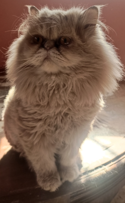 Chat Persan disponible pour accouplement