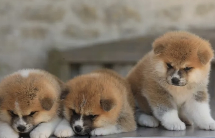 Akita inu