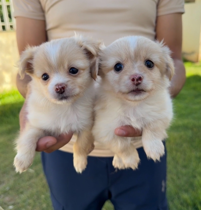 Chiots spitz