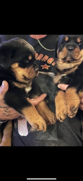 rottweiler pedigree