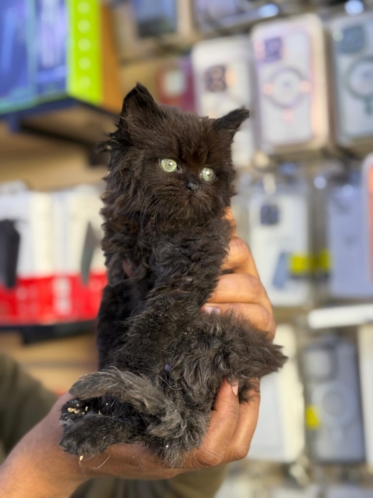Chaton Shirazi noir