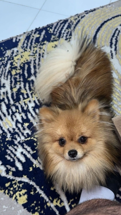 Spitz
