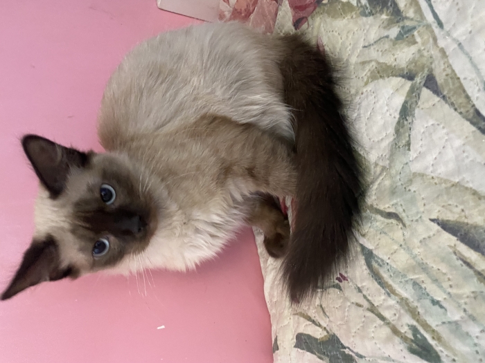 Chatons balinais