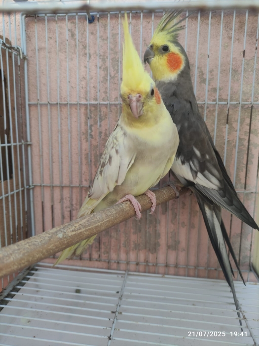 calopsitte