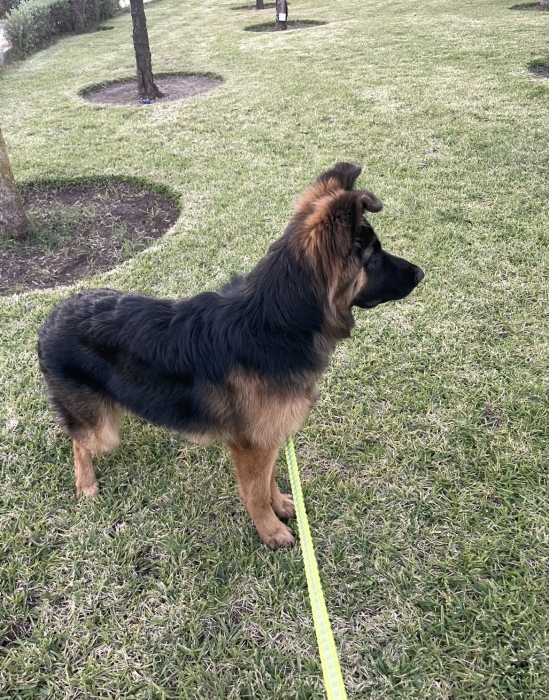 Magnifique berger femelle adopter
