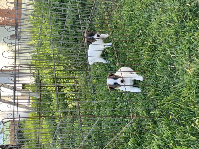 Jack Russell