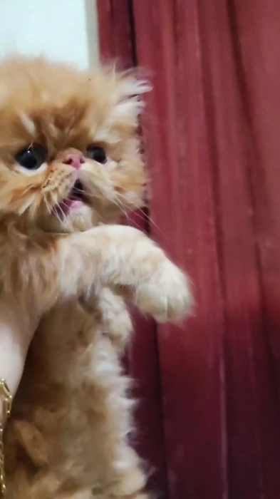Chaton persan