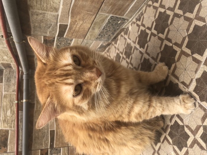 Chatte vaccinée à adopter
