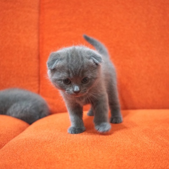 Scottish fold