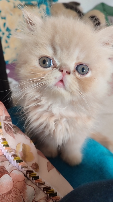 Chaton mâle persan