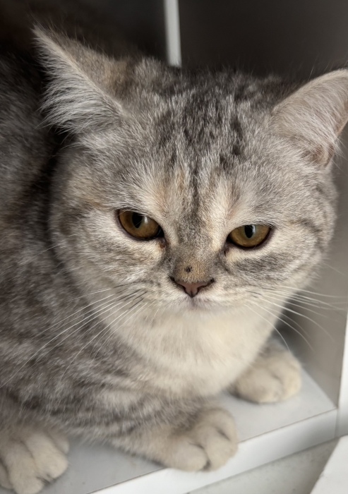 British shorthair