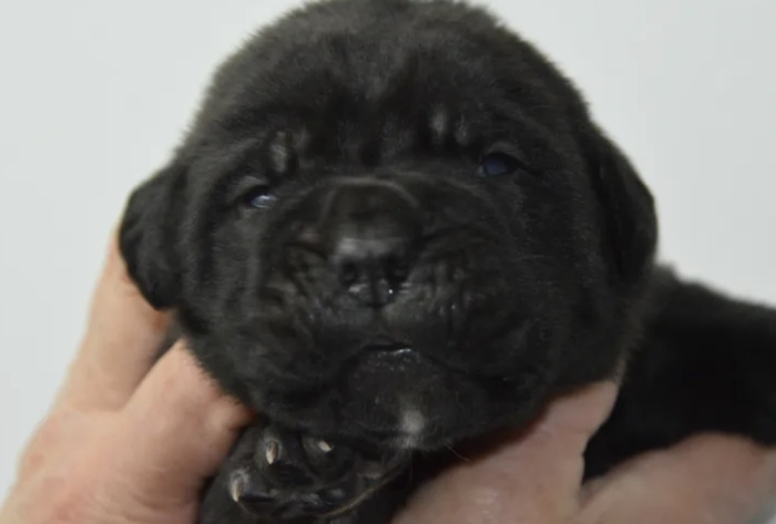 Canecorso
