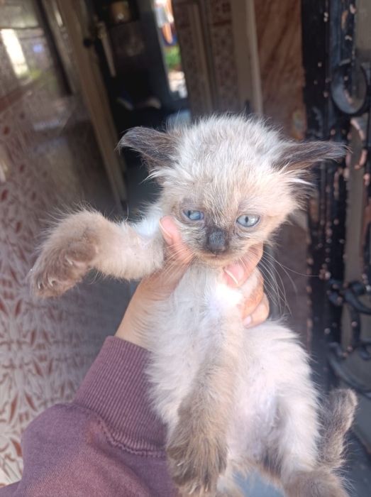 Chaton siamois