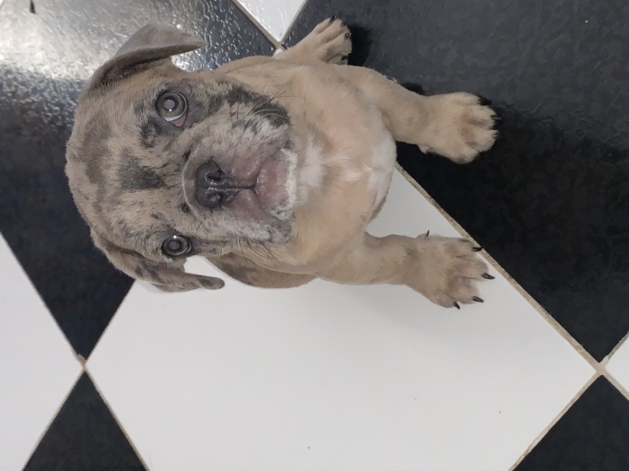Bulldog exotic