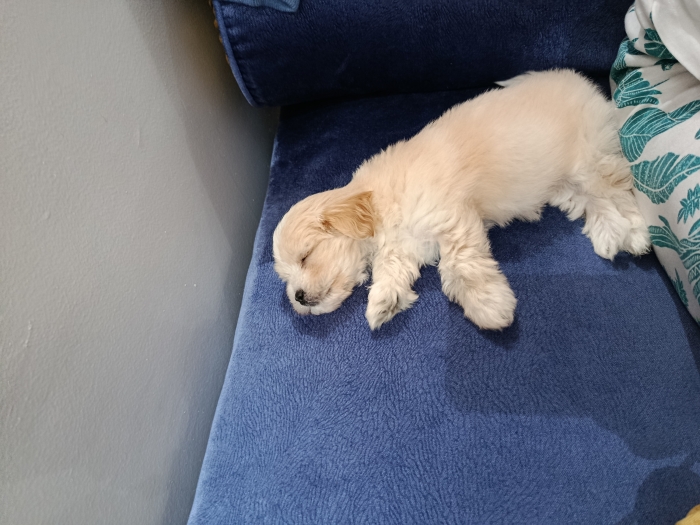 Bichon maltais