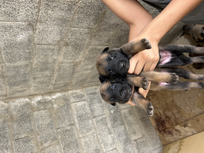 Malinois charbonne