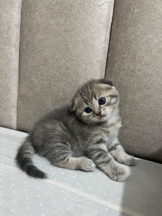 scottish Fold selver