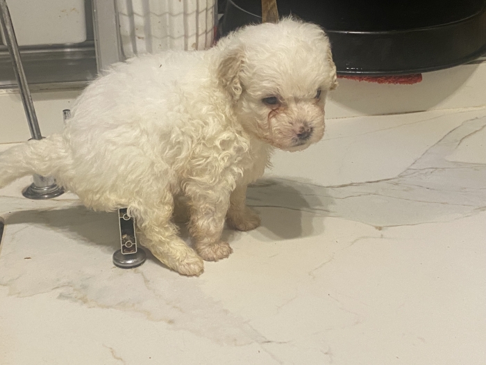 Adorables Bichons