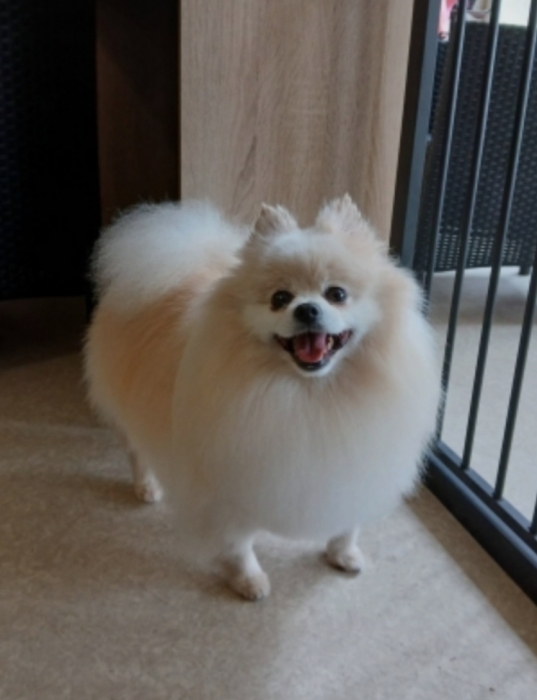 Super femelle spitz nain Poméranie