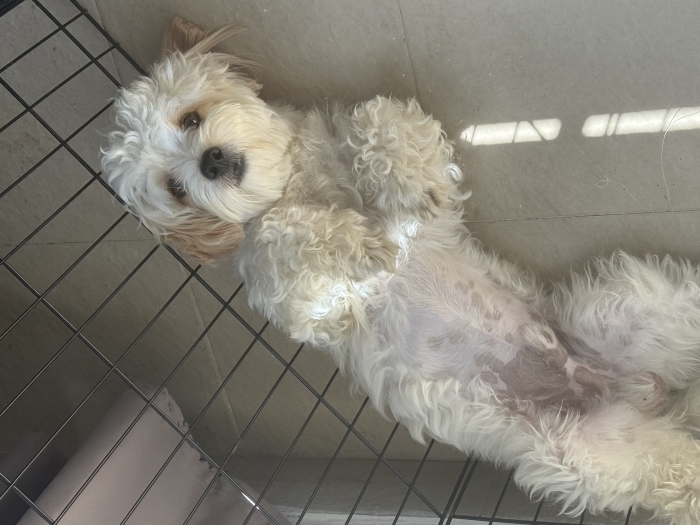 Bichon havanais