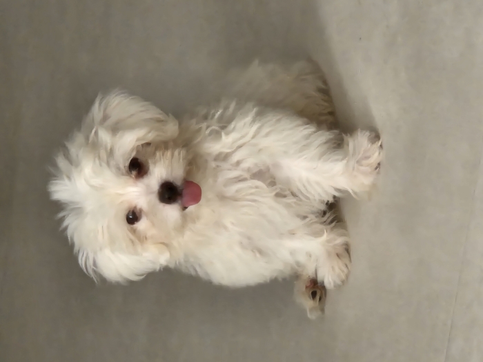 Bichon maltais nain