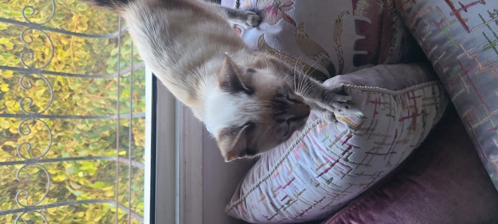 Femelle Siamois 3 mois adoption