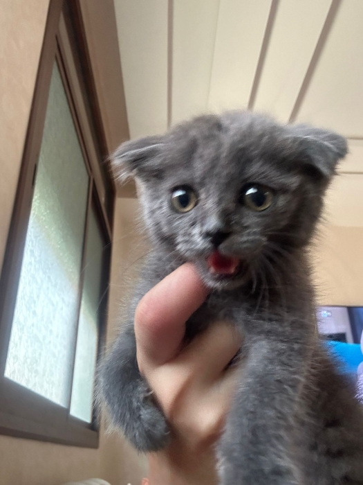 Chatons Scottish