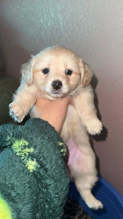 Bichon maltais