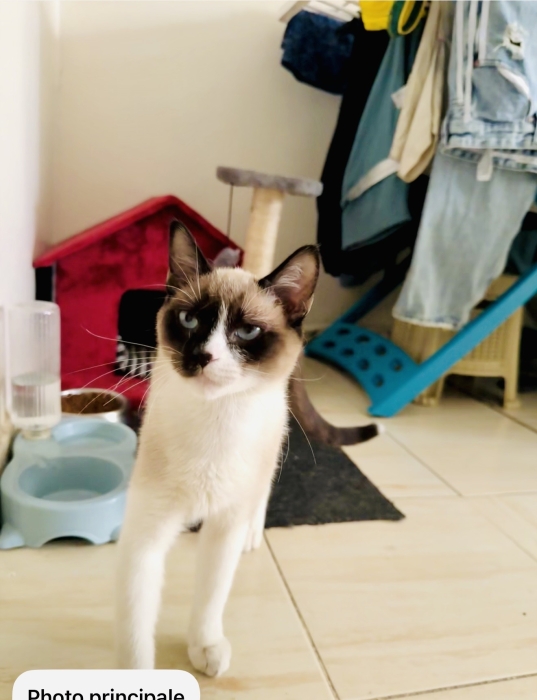Siamois snowshoe