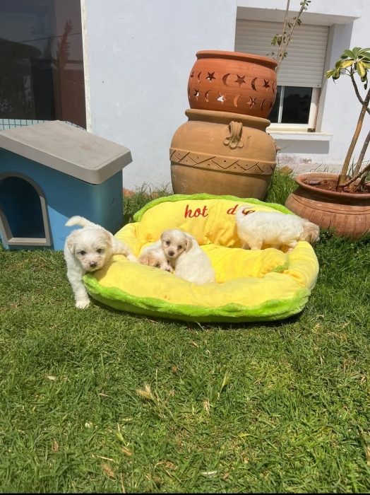 Bichon Havanais 🎊
