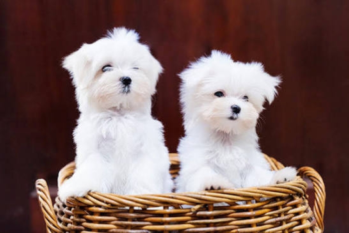 Bichon maltais