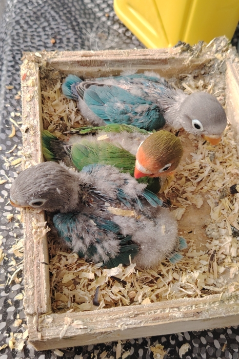 Petits inseparables