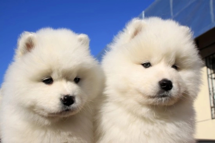Samoyède  chiots