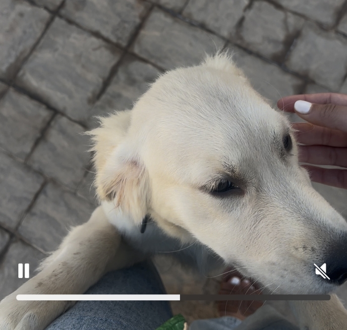 Golden retriever