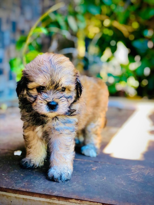 Bichons Femelles