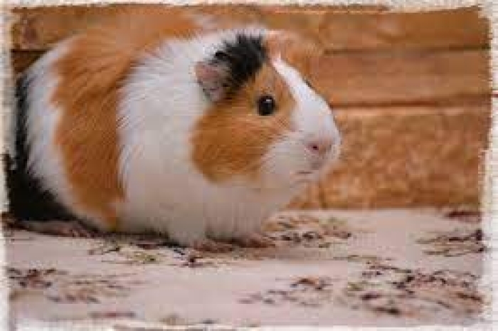 🐹 Cochons d'Inde en excellente santé
