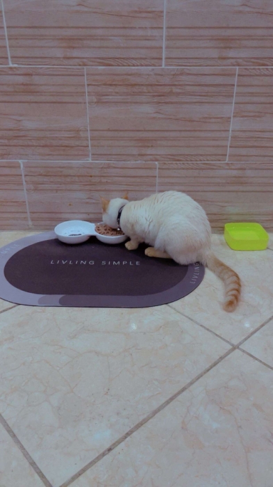 Chat