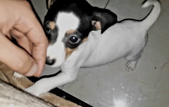 Chiots Jack Russell