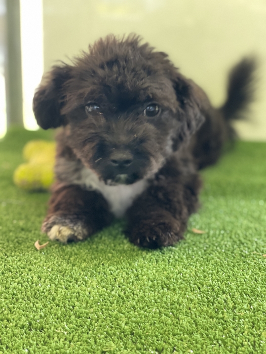 Bichon