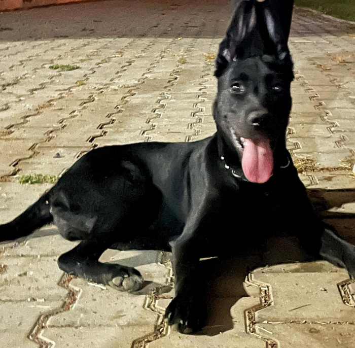 Labrador