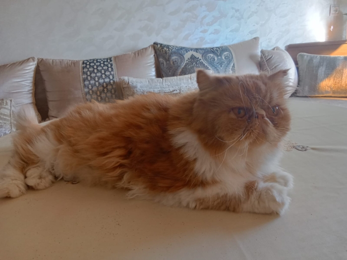 chat persan