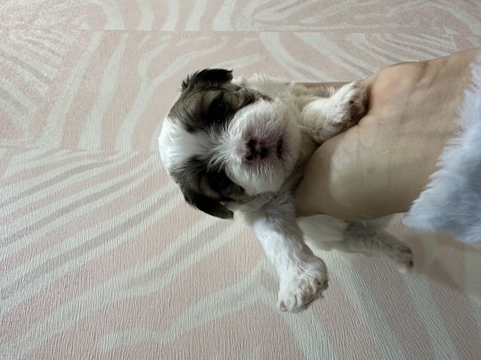 Chiot a vendre