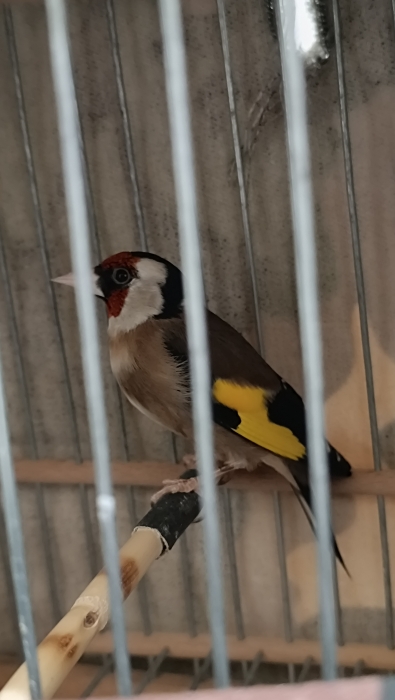 Male chardonneret