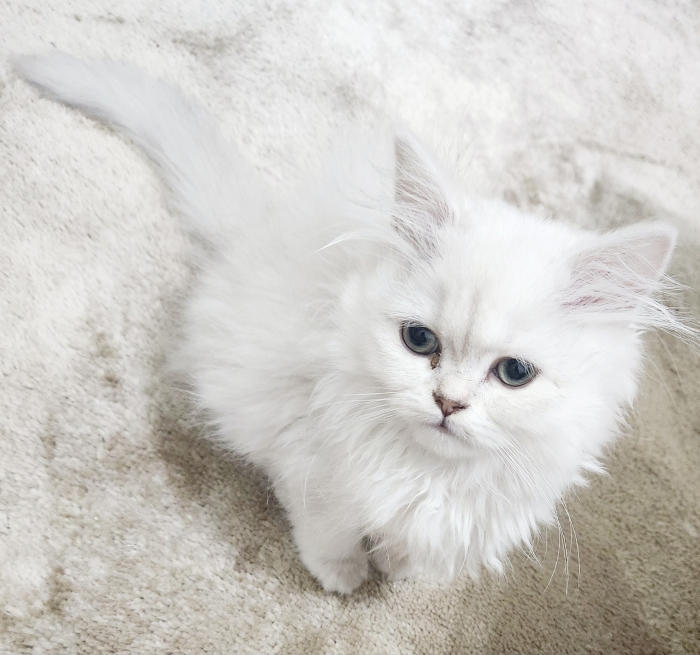 Chatons Highland/ Scottish pure race
