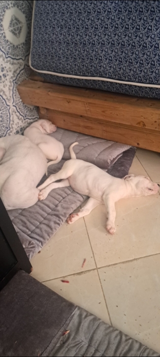 Dog argentin