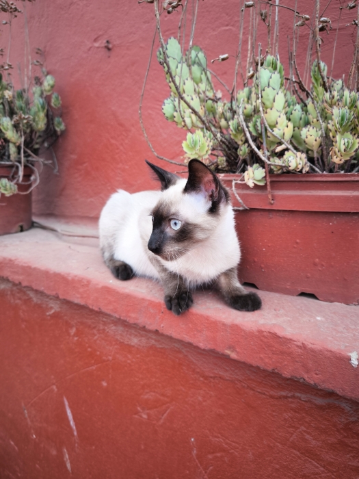 Chat Siamois Mâle
