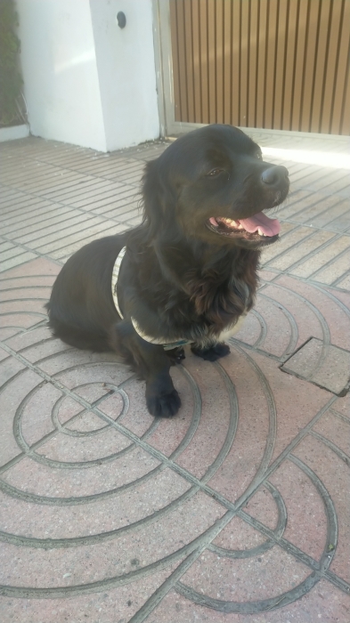 Dachushund