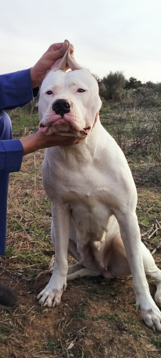 Dog Argentine