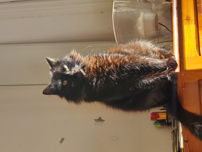 Voulez-vous adopter mon chat?