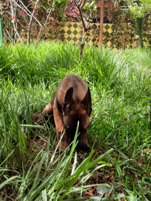 Berger malinois